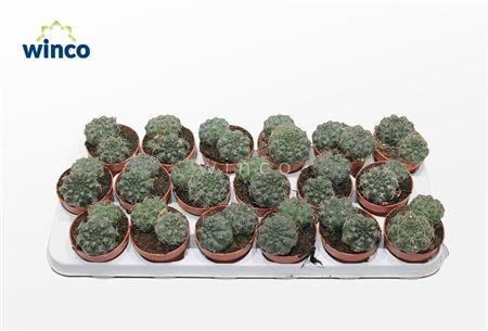 Gymnocalycium Baldianum (group)