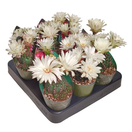 Gymnocalycium Quehlianum Potcover
