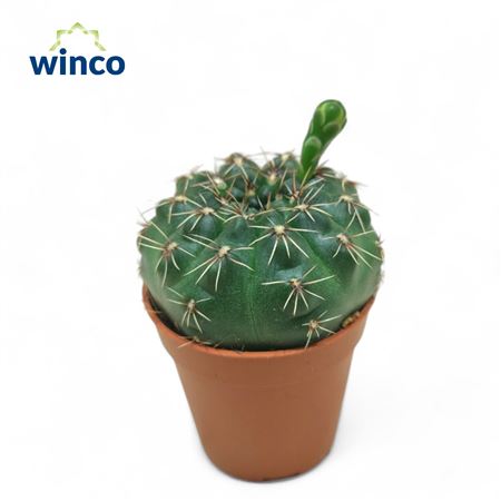 Gymnocalycium Baldianum