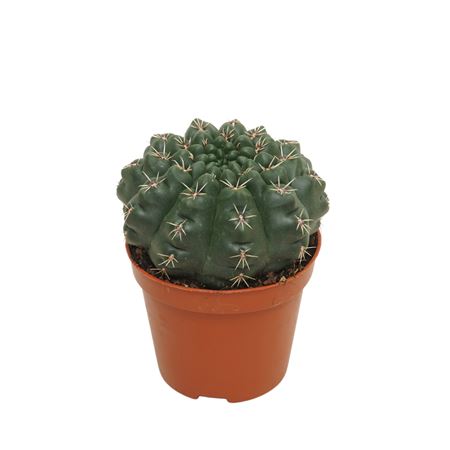Gymnocalycium Baldianum