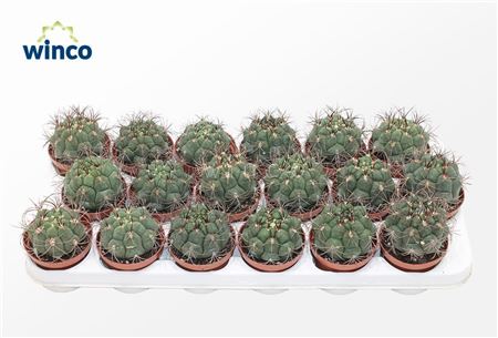 Gymnocalycium Saglyonis