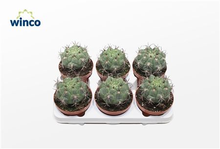 Gymnocalycium Saglyonis