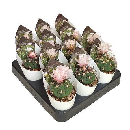 Gymnocalycium Saglionis Potcover