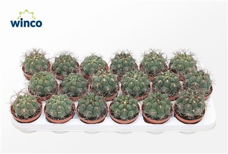 Gymnocalycium Saglyonis