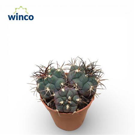 Gymnocalycium Pfanzi (group)