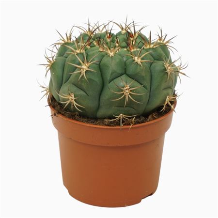 Gymnocalycium Saglione