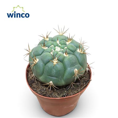Gymnocalycium Pfanzi