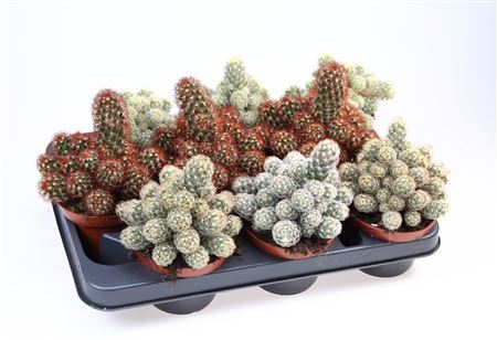 Cactus Mammillaria Mix