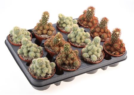 Cactus Elongata Mix