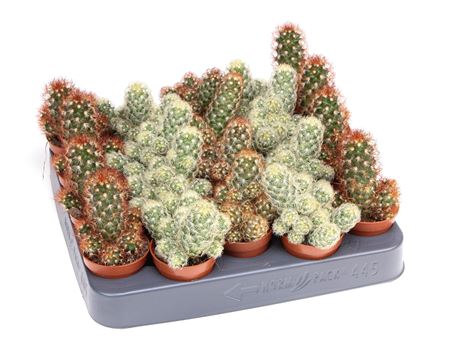 Cactus Elongata Mix