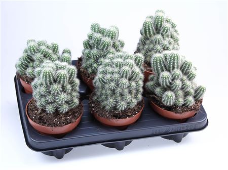 Mammilaria Elongata White