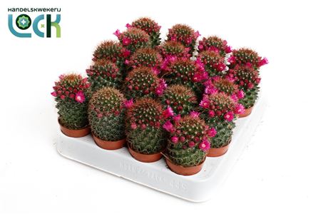 Mammillaria Backebergiana Subsp. Ernestii Met Bloe