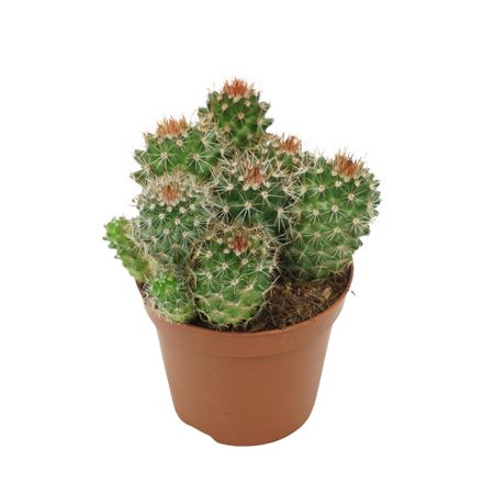 Mammillaria Ernestii