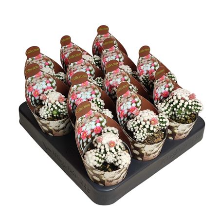 Mammillaria Gracilis Oruga Potcover