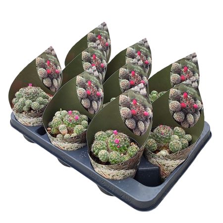 Mammillaria Gracilis Potcover