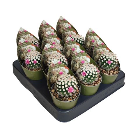 Mammillaria Gracilis Texensis Potcover