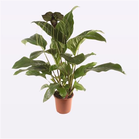 Tacca 1+