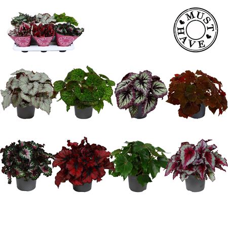 Begonia Beleaf Mix (must Have)
