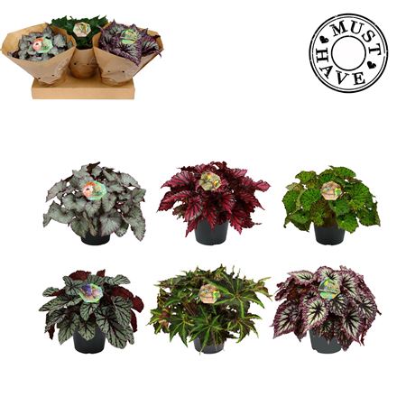 Begonia Beleaf Mix