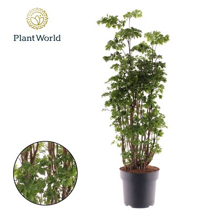 Polyscias Roble Branched