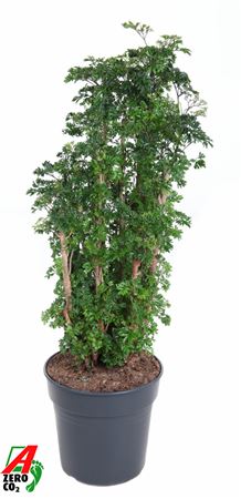 Polyscias Roble Branched