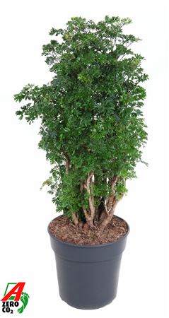 Polyscias Roble Branched