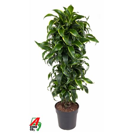 Drac Dorado Branched