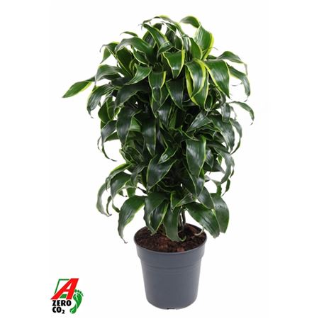 Drac Dorado Branched