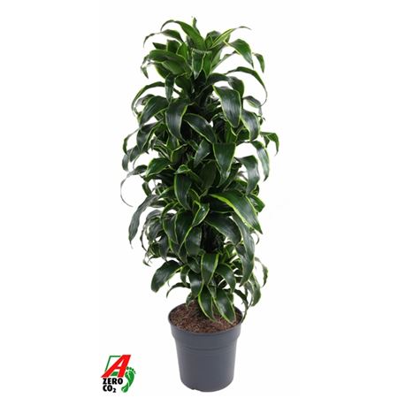 Drac Dorado Branched