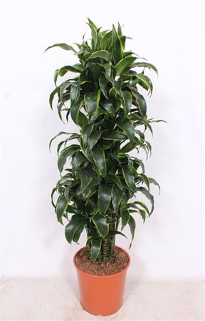 Drac Dorado Branched