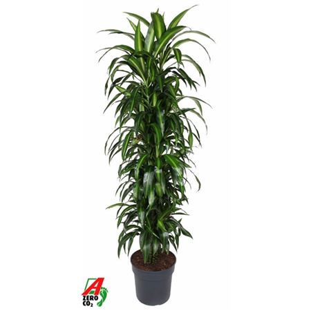Drac Hawaiiana Branched