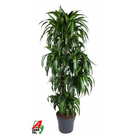 Drac Hawaiiana 120-carrousel