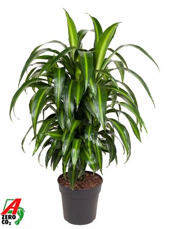 Drac Hawaiiana Branched