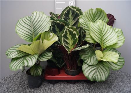 Calathea Mix 2srt