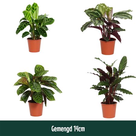 Calathea Mix