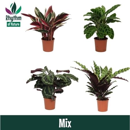 Calathea Mix