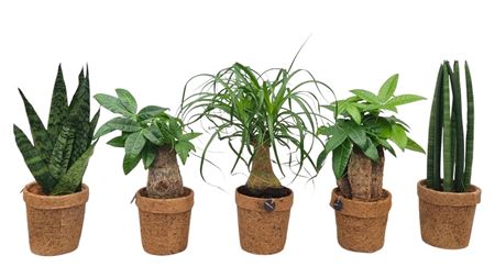 Kokopot Groen Mix 10 Cm 3 Soorten