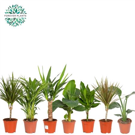 Plant Mix ( Forever)