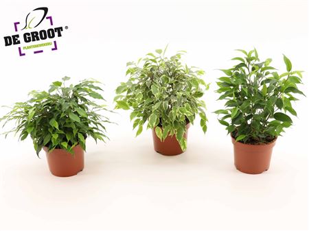 Ficus Be Mix 3 Sorts