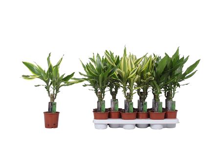 Drac 3 Color Mix 15 Stem