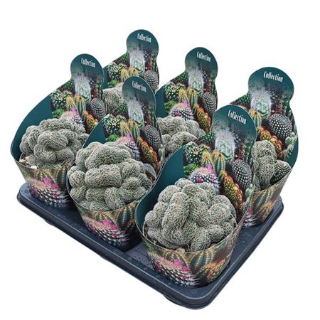 Lobivia Densispina Crestata Potcover