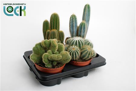 Cactus Mix