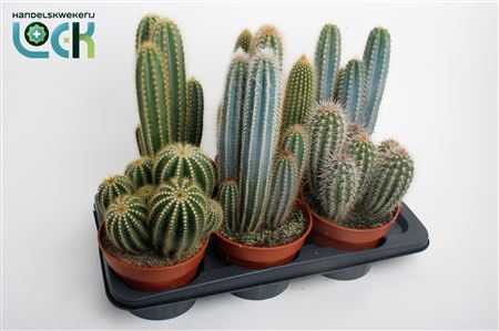 Cactus Mix