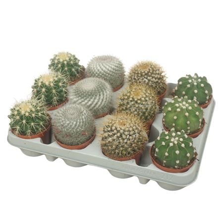 Bolcactus Mix