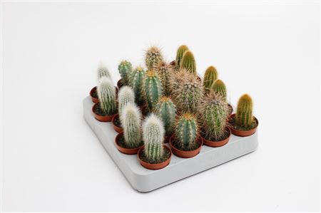 Cactus Zuil Mix