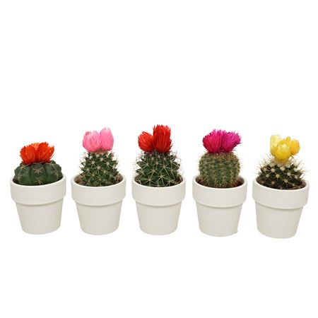 Cactus Mix White Fake Flower