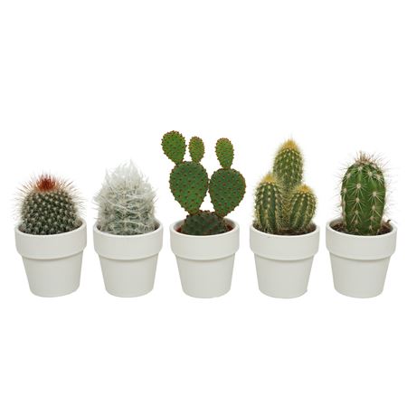 Cactus Mix In White Pot