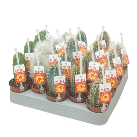 Cactus Mix Op Rij 5,5 Cm Met Picker+etiket