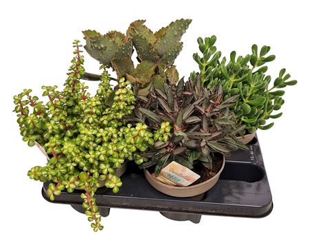 Succulent Mix