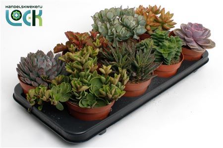 Succulenten Mix.